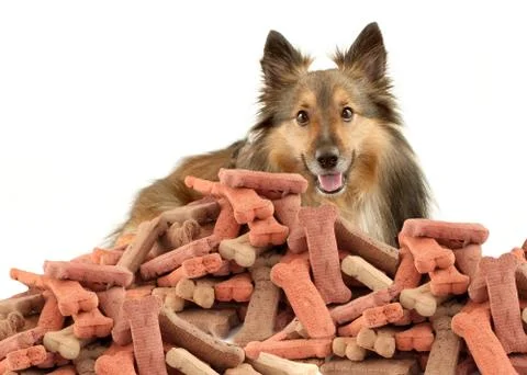 Sheltie and dog biscuits Stockillustratie