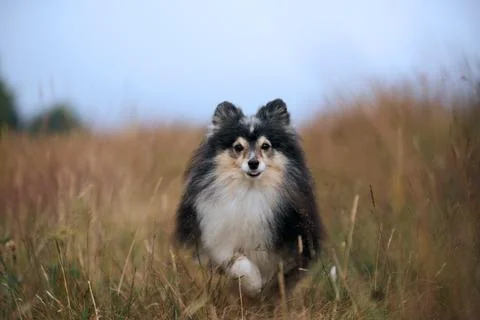 Sheltie approaching camera on trail Stock Photos