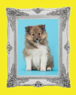 Sheltie in blue Stock Photos