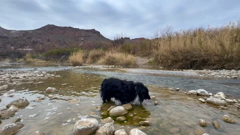 Sheltie on the Border Vídeos de archivo 330684129