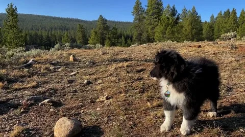 Sheltie with Camp Robber bird Vídeos de archivo 330563071