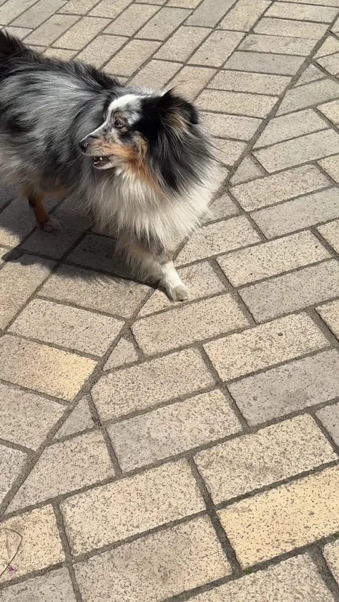 Sheltie dog is barking, vertical video. Stock Footage 332934297