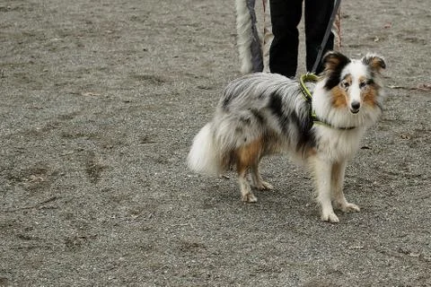 Sheltie dog Stock Photos
