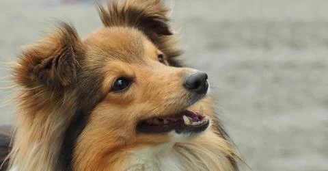 Sheltie dog Stock Photos