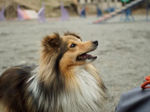 Sheltie dog Stock Photos