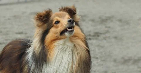 Sheltie dog Stock Photos