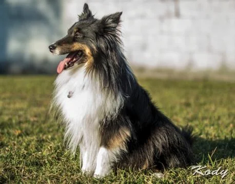 Sheltie Dog Stock Photos
