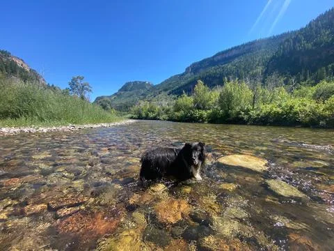 Sheltie Dog Standing in River Stock Photos