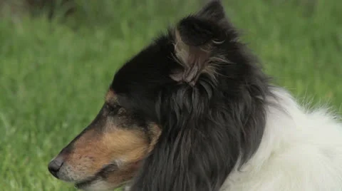 Sheltie looks into camera Vidéo 24739307