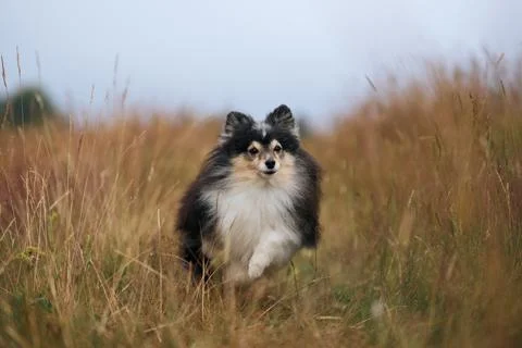 Sheltie in motion on countryside path Stock Photos