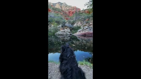 Sheltie on Oak Creek Vídeos de archivo 330604645