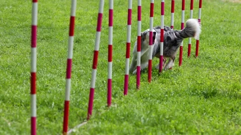 Sheltie passes an obstacle course for agility competitions. Stock Footage 243744947