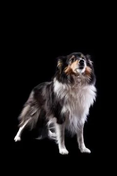 Sheltie Stock Photos