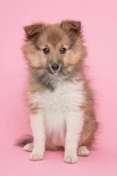 Sheltie in pink Stock Photos