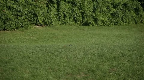 Sheltie Play 5D2 2 Stock Footage 11161812