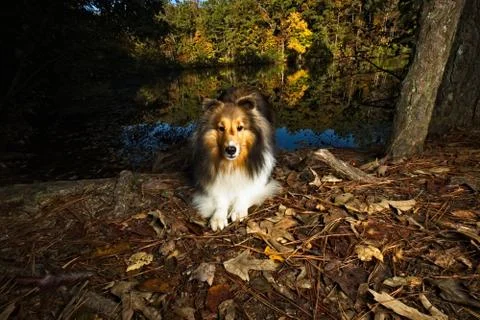 Sheltie at reflecting pond in autumn Stock Photos