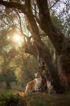 Sheltie resting under olive tree Stock Photos