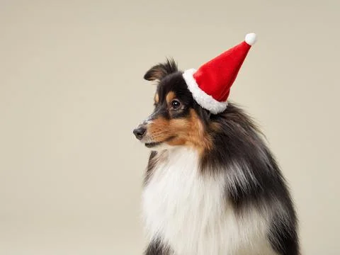 Sheltie in Santa hat, profile studio shot. A Shetland Sheepdog in festive cap, Stock Photos