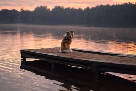Sheltie sitting alone on the dock Stock Photos