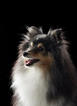 Sheltie under spotlight Stock Photos
