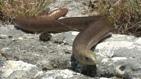 Sheltopusik Stock Footage 79037553