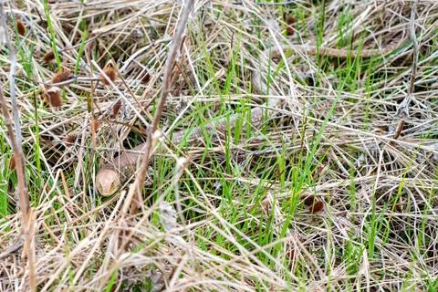 Sheltopusik legless lizard or Pseudopus apodus 写真素材