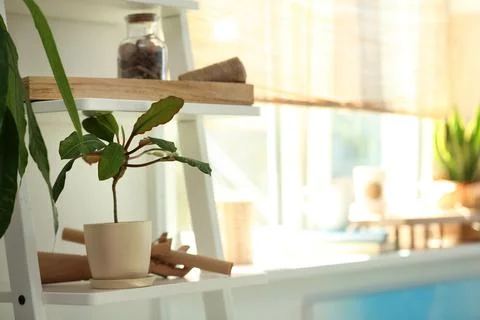 Shelving unit with decor elements and houseplant indoors. Stylish interior Stock Photos