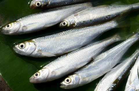 Shemaya in the rays of sunlight. Stock Photos