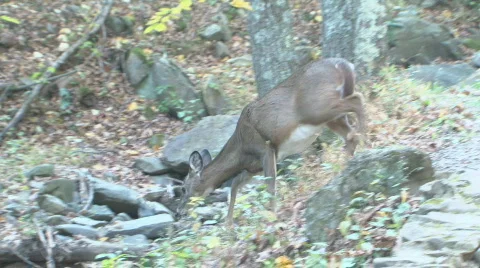 Shenandoah Deer 14 Stock Footage 530920