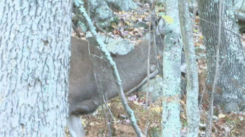 Shenandoah Deer 4 Stock Footage 544546