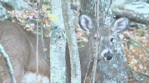 Shenandoah Deer 5 Stock Footage 530952