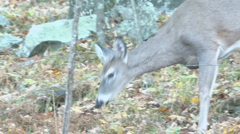 Shenandoah Deer 6 Stock Footage 544512