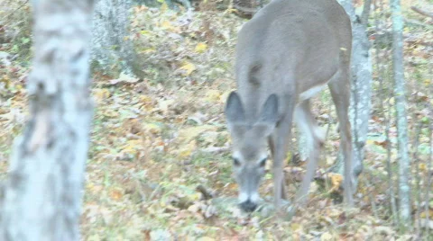 Shenandoah Deer 7 Stock Footage 544296
