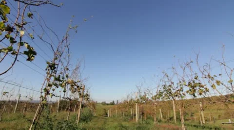 Shenandoah Valley Winery Video stock 12248445