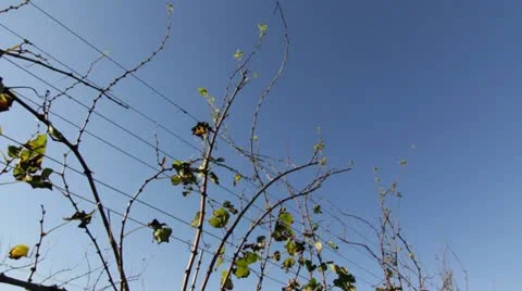 Shenandoah Valley Winery Video stock 12248452
