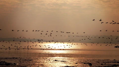 Shenzhen Bay Seabirds Migrating Over Coastal Waters 4K Stock Footage 341862027