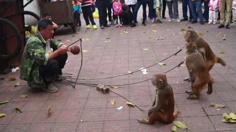 Shenzhen, China: monkey tricks Stock Footage 47268543