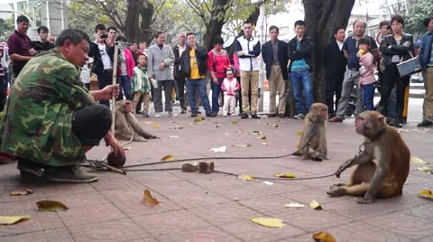 Shenzhen, China: monkey tricks Stock Footage 47268573