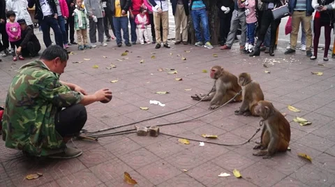 Shenzhen, China: monkey tricks Stock Footage 47268629