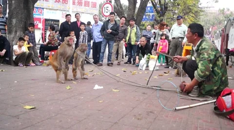 Shenzhen, China: monkey tricks Stock Footage 47268880