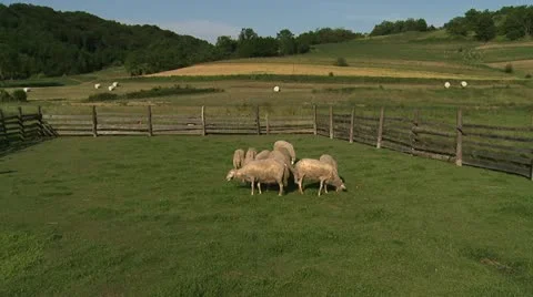 Shep eat 5 Video stock 22318513