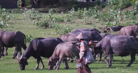 Shepard 動画素材 145248261