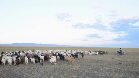 A sheperd herds a large group of sheeps in the steppe of Mongolia Stock-Footage 89687346