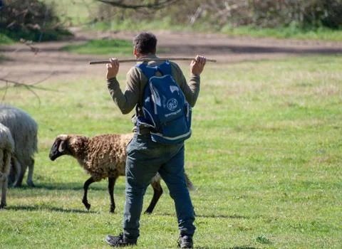 Sheperd  Stock Photos