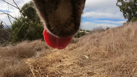 Shepherd Adventures POV Video stock 150688628
