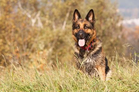 Shepherd ambra Stock Photos