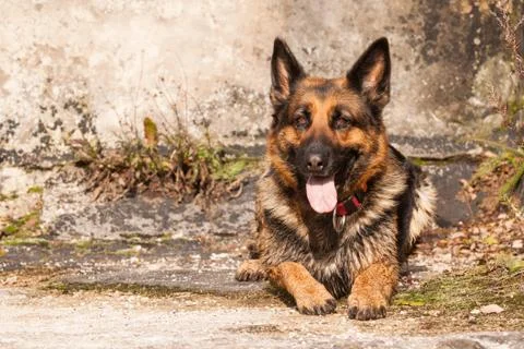 Shepherd ambra Stock Photos