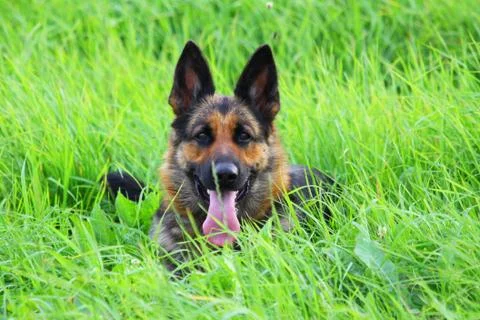 Shepherd ambra Stock Photos