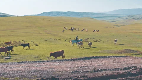 Shepherd and cows on pasture Stockbeeldmateriaal 97593388