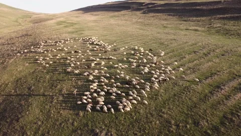 Shepherd and flock on the highlands Stock Footage 237361818